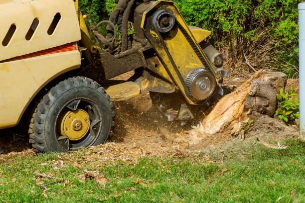 Reliable Rosedale, MD Tree Removal Solutions