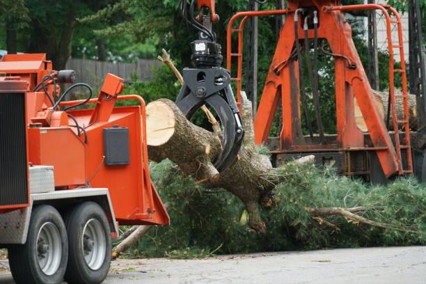 Best Emergency Tree Removal  in Rosedale, MD